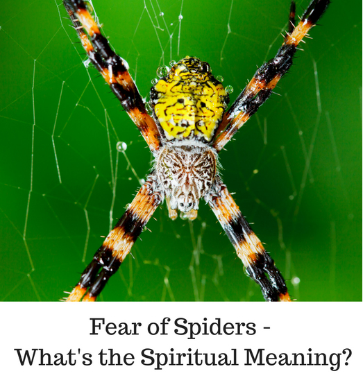 Fear of Spiders – What's the Spiritual Meaning? Spider Animal Totems and  35/8 Numerology Explained – Sarah Yip